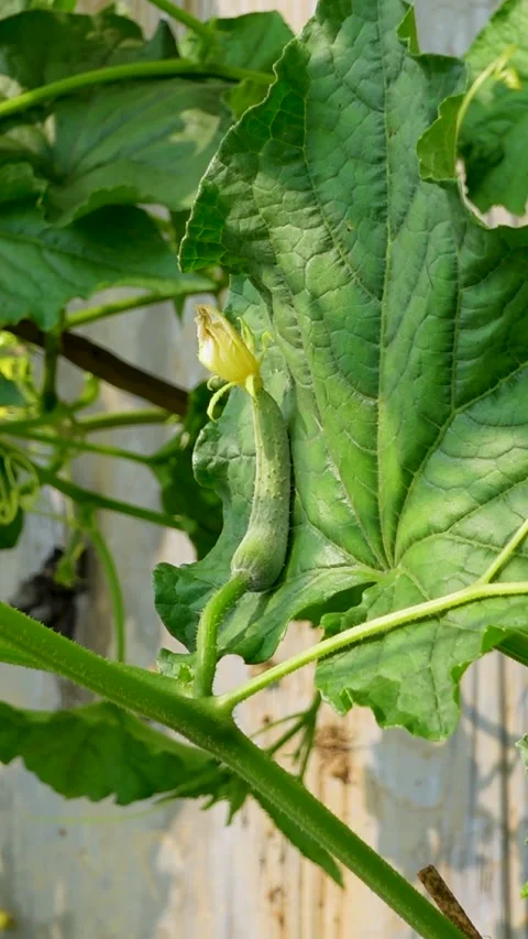 Fresh young cucumbers with flowers hanging on the tree. Stock Footage 341968313