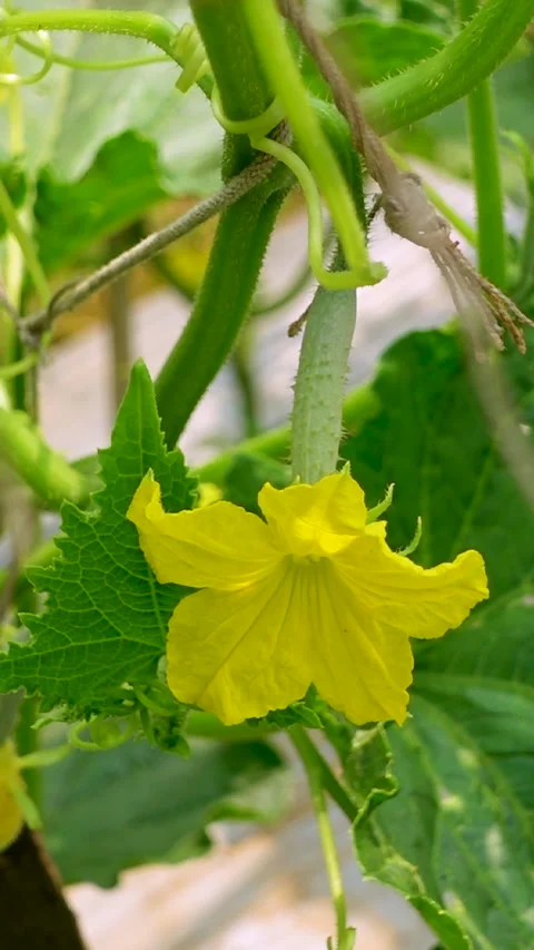 Fresh young cucumbers with flowers hanging on the tree. Stock Footage 341968336