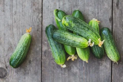 Fresh young cucumbers Foto stock