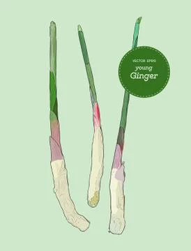 Fresh young ginger with stem, hand draw sketch vector. Stock Illustration