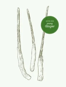 Fresh young ginger with stem, hand draw sketch vector. Stock Illustration