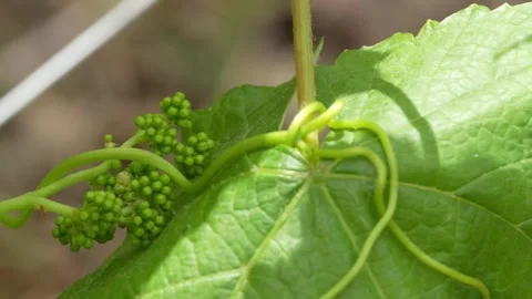 Fresh Young Grape Cluster Growing in a Vineyard Stock Footage 347994398