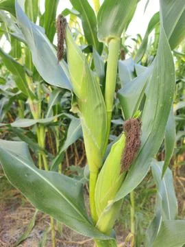 Fresh young green corn cobs growing on stalks in the agricultural field. Stock Photos
