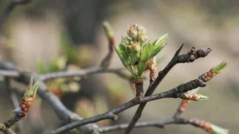 Fresh, young green leaves on branches swaying in the wind 動画素材 107067937