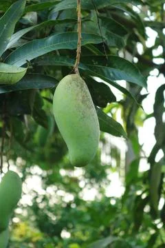 Fresh young green mango fruit growing on tree branch surrounded by lush tro.. Stock Photos