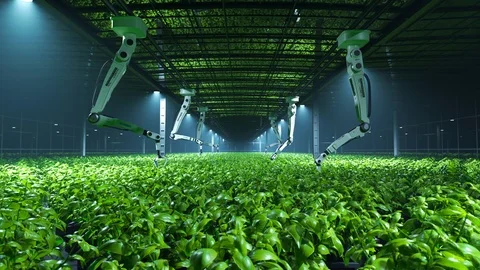 "Fresh, young, green plants in a modern foggy greenhouse Camera flythrough. 4K Stock Footage 97462004