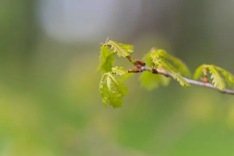 Fresh young leaflets. Bright fresh oak leaves emerging from thin twigs in s.. Stock Photos