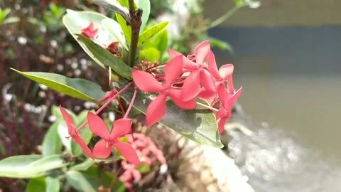 Fresh young leaves that are just growing Stock Footage