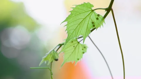 Fresh young leaves on grape vine close up view with shallow depth of field. Stock Footage 246727630