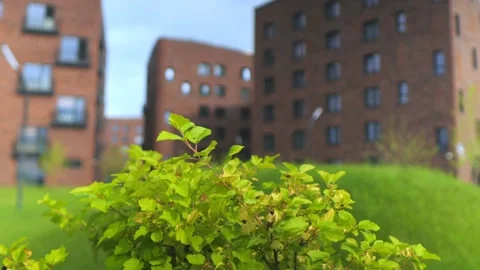 Fresh young leaves highlight urban landscape Stock Footage 342005155