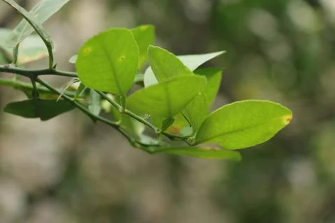Fresh young leaves of lemon tree Stock Photos