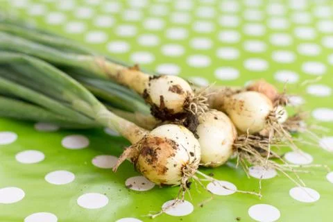 Fresh young onions with soil on the table Stock Photos