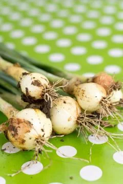 Fresh young onions on the table Stock Photos