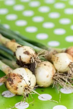 Fresh young onions on the table Stock Photos