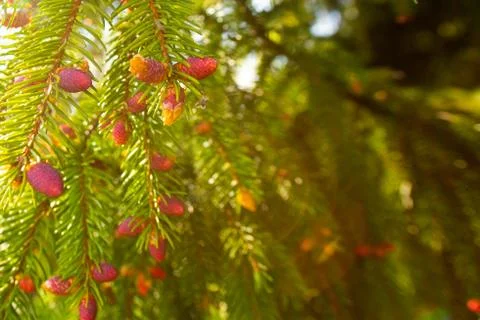Fresh young red pink tiny fir cones on branches. Sunny day, warm light, sunfl Stock Photos