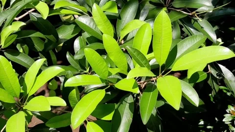 Fresh young sapodilla leaves Stock Footage 333053803