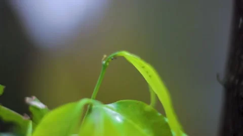 Fresh young shoots Stock Footage 235969997