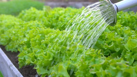 Fresh, young spinach leaves close-up. Stock Footage 131680261