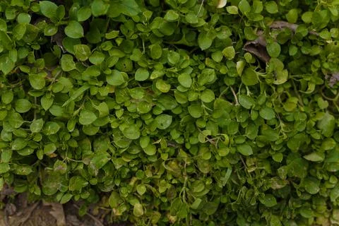Fresh young spring grass with small green ruonded leaves. Stockfoto's