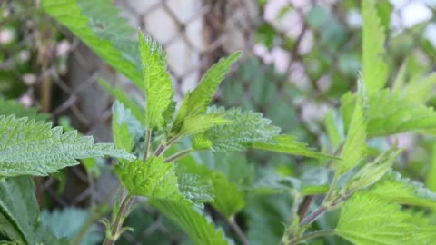 Fresh young stinging nettle growing in vegetable garden vibrant green leaves Stock Footage 311567257