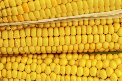 Fresh young sweet corn on cobs, closeup. Stock Photos