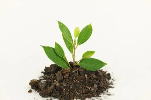 Fresh young tree Stock Photos