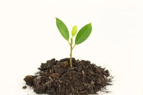 Fresh young tree Stock Photos
