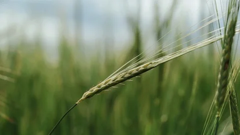 Fresh young wheat ear close-up macro in nature on a light green background 库存影片 98108232