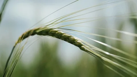 Fresh young wheat ear close-up macro in nature. Background is blurred Stock-Footage 98108339