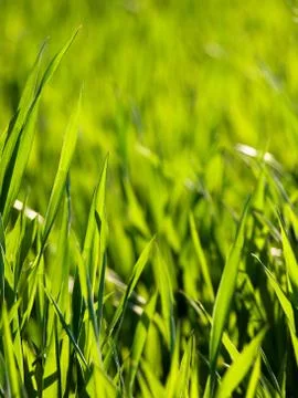 Fresh young wheat Foto stock