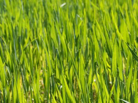 Fresh young wheat Foto stock