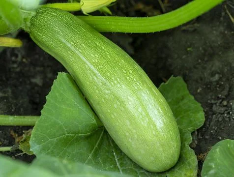 Fresh zucchini close-up Stock Photos