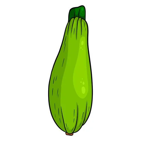 Fresh zucchini. Large green vegetable marrow. Ingredient for the kitchen. Stock Illustration