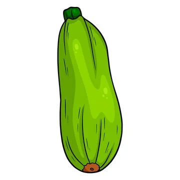 Fresh zucchini. Large green vegetable marrow. Ingredient for the kitchen. Stock Illustration