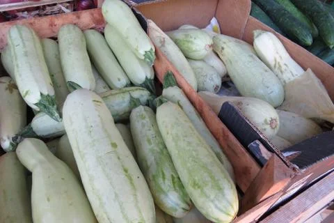 Fresh zucchini Stock Photos