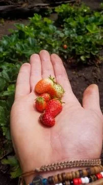 Fresher berry Stock Photos