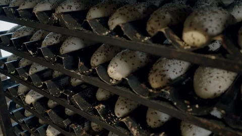 Freshly baked bread loaves resting on metal racks in a bakery, showcasing a Stock Footage 340172721