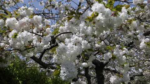 Freshly Bloomed Cherry Tree Sunny Spring Day Blooming Flowers Sunlight Spring Stock Footage 35285298
