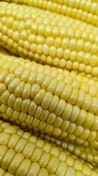 Freshly boiled sweet corn cobs texture closeup vertical pattern 库存照片