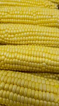 Freshly boiled sweet corn cobs texture closeup vertical pattern 库存照片