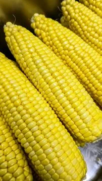 Freshly boiled sweet corn cobs texture closeup vertical pattern 库存照片