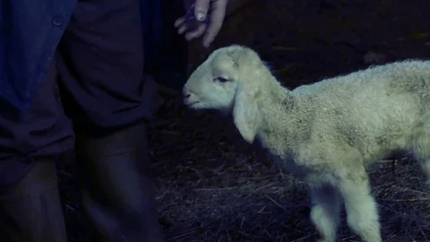 Freshly born lamb turns around the farmer's legs Stock-Footage 87205046