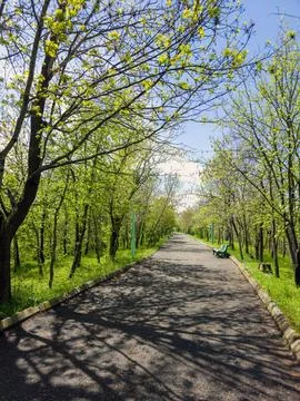 Freshly budding trees frame a quiet, tree-lined path Stock Photos