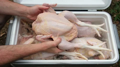 Freshly butchered and plucked broilers or large chickens being stored in cooler Stock Footage 250905792