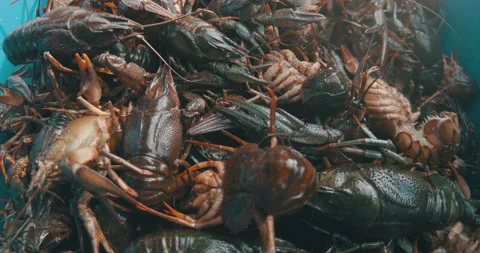 Freshly Captured Crayfish Stock Footage 162012025