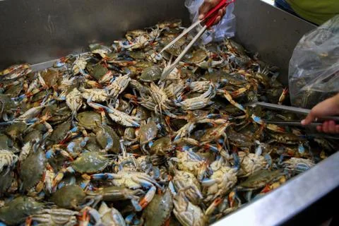Freshly caught and snapping New England Blue Crabs being sorted out by custom Stock Photos