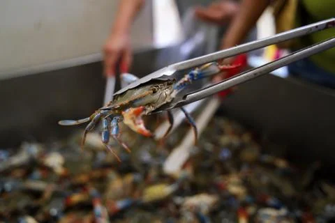 Freshly caught and snapping New England Blue Crabs being sorted out by custom Stock Photos