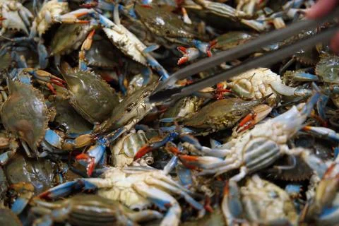 Freshly caught and snapping New England Blue Crabs being sorted out by custom Stock Photos