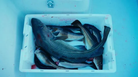 A Freshly Caught Atlantic Cod Lies Atop a Pile of Smaller Fish in a Stock Footage 304488866