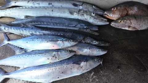 Freshly caught barracuda and snapper fish lying on local market floor Stock Footage 337655655